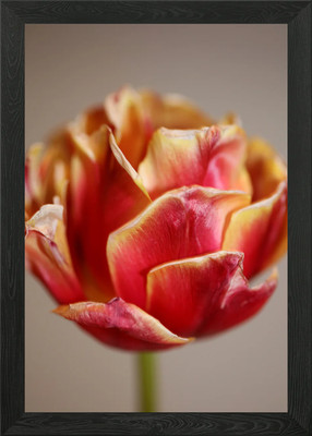 Tulipa flower close up Framed Wall Art Poster Canvas Print Picture