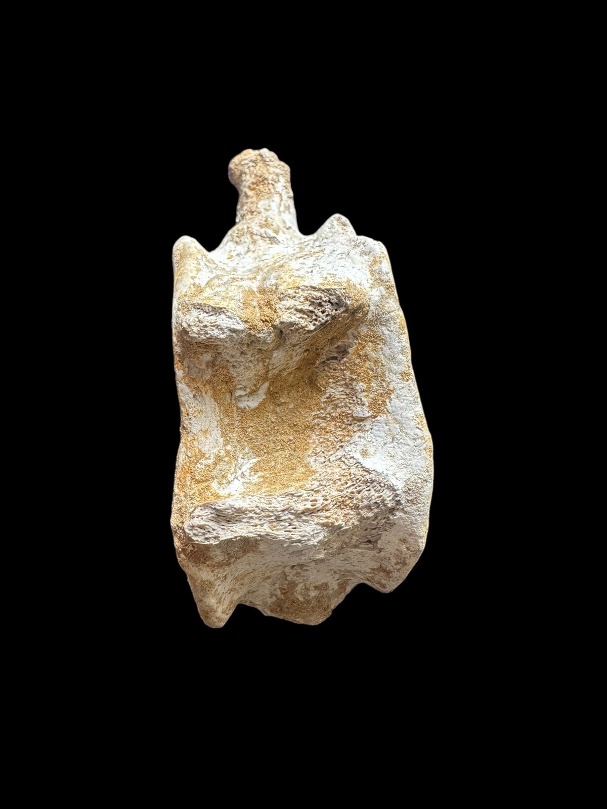 100% Genuine Plesiosaurus Vertebra – Jurassic Collector’s Treasure – Authentic