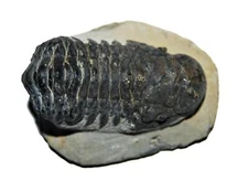 Crotalocephalus Trilobite Fossil Morocco #13576
