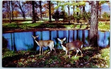 Some fine Mule Deer that roam the many lush mountain valleys of this area
