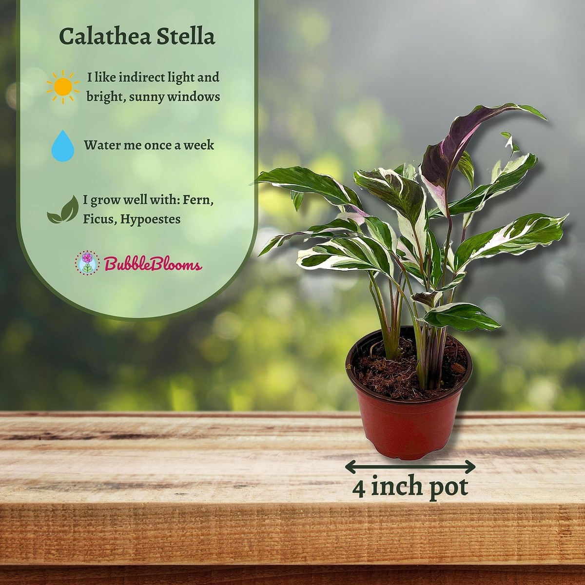 Calathea Stella, 4 inch, Rare Variegated Prayer Plant, Cathedral Plant,  Green an | eBay