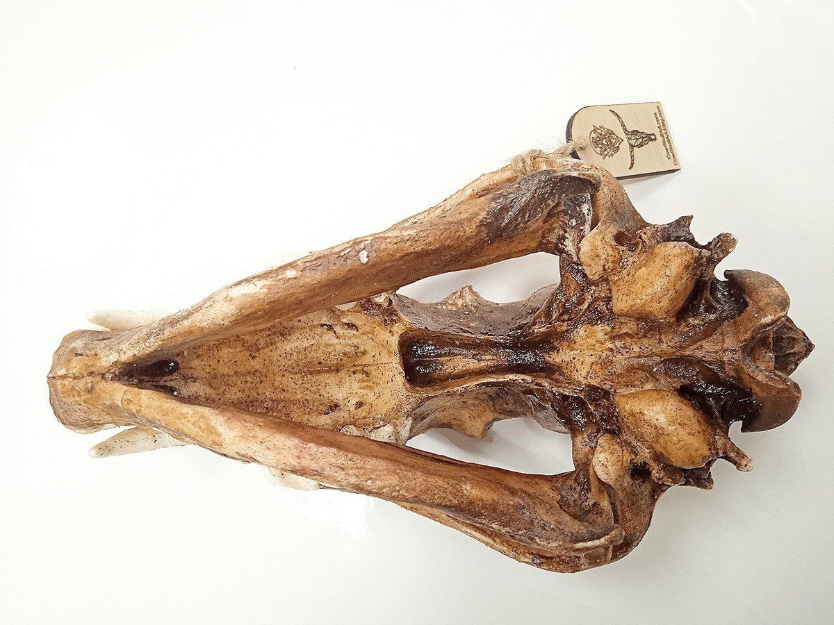 Replica wolf skull aged. High detail, high-quality plastic Replica wolf skull aged. High detail, high-quality plastic