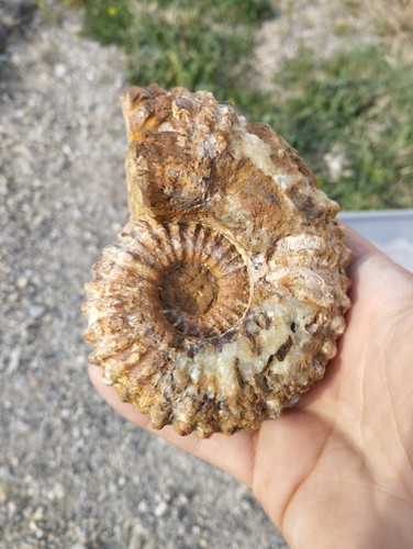 Ammonite Douvilleiceras mammilatum Madagascar 109x86mm amonite Fossile - Imagen 3 de 6