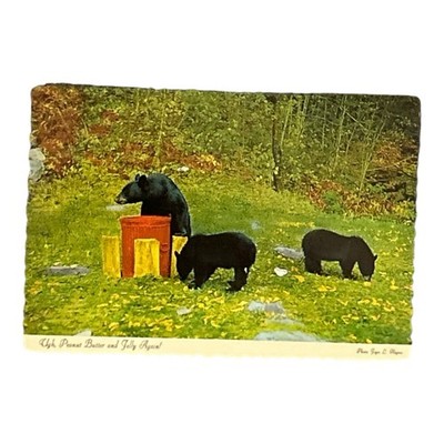 Ugh! Peanut Butter & Jelly Again! Black Bears Postcard Vintage Unposted