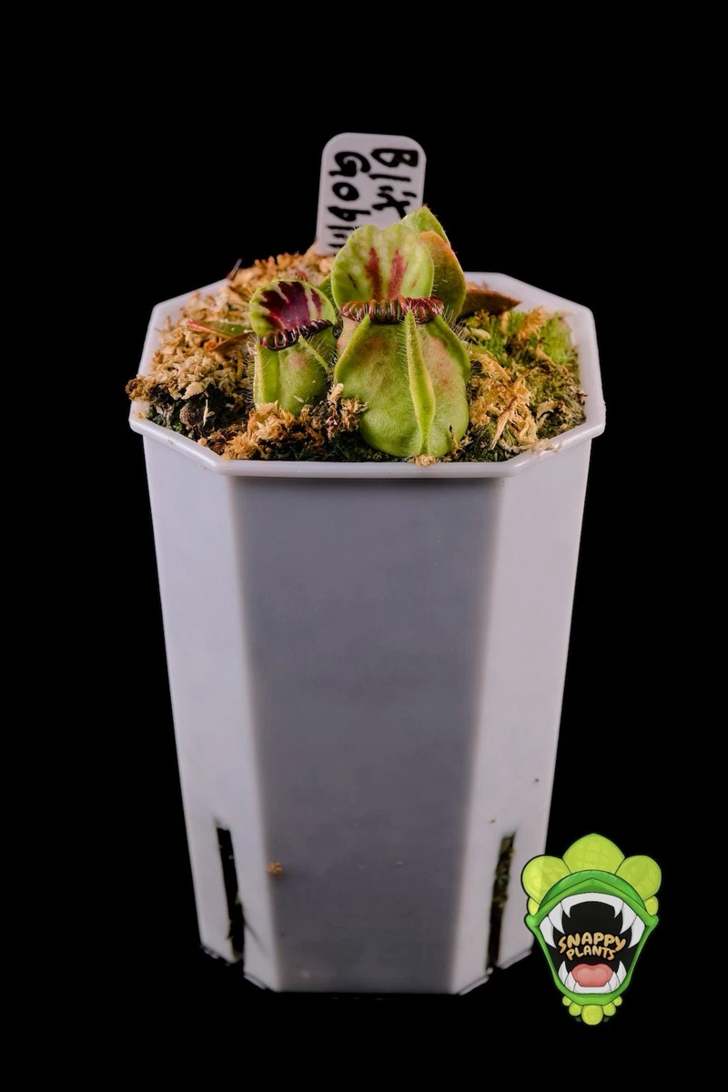 Cephalotus Carnivorous Plants for sale - eBay