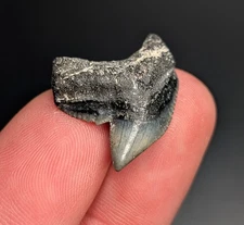 Stunning Top Quality Tiger Shark Tooth Venice Florida Gem