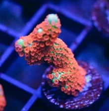 DIYreefer Live Coral WYSIWYG Forest Fire Montipora Digitata Frag