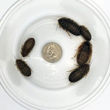 100 Large Dubia Roaches