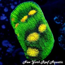 Raja Rampage Chalice Coral - LIVE CORAL New York Reef Aquatic