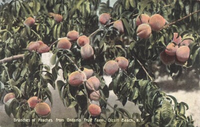 Postcard Branches of Peaches Ontario Fruit Farm Olcott Beach New York NY