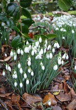 Snowdrop Bulbs – Spring Flowering Hardy Perennial Insect Friendly Galanthus