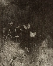 1800s Butterfly Etching Drawing Giclee Print on Fine Art Paper