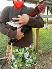5+ Indio Gigante hatching eggs 🥚 Brazil. NPIP~ AI 💥TALLEST CHICKEN BREED 🌎