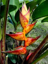 10 SPLASH  (Heliconia champneiana) SEEDS Lobster Claw Flower Banana Like Rare