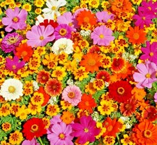 2001 Tall NATIVE WILDFLOWER MIX Seeds 19 Flowering Annuals Cut Flowers Fast Easy