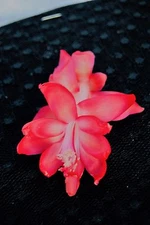 Christmas Cactus Starter Plant ~~Bella Rosa~~ Schlumbergera Truncata