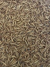 5000 Med Mealworms