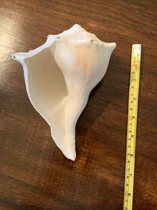 Large White Welk Sea Shell Beach Sand Beige Tropical