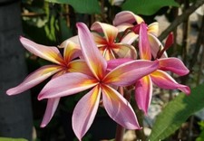 Rare Plumeria "PURPLE RAINBOW"/frangipani- 1 cutting- imported