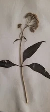 3 pressed leaves from 1970's