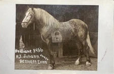 c1910 Draft Horse Posing RJ Johann Owner Bennett Iowa RPPC Photo Postcard COPY