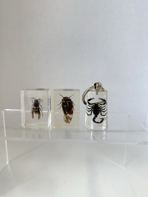 3 Insect Specimens Resin  Science Displays W3