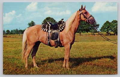 Vintage Palomino Pony Horse Chrome Postcard Mike Roberts Berkeley CA 9657G