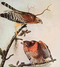 John James Audubon Birds Red-Shouldered Hawk Vintage Art Book Plate 249