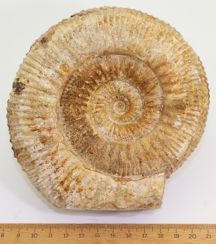 Ammonit, Stephanoceras sp., Jura, Bajoc, Sherborne Area, Dorset, UK -i518 - Bild 5 von 5