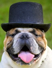 BULLDOG 2X3 FRIDGE MAGNET DOG PUPPY CANINE CUTE ENGLISH FLAT NOSE FRENCH HEFTY