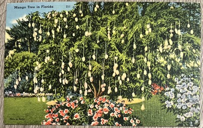 Mango Trees in FL Florida Fruit Tropical Floral Color Linen Postcard