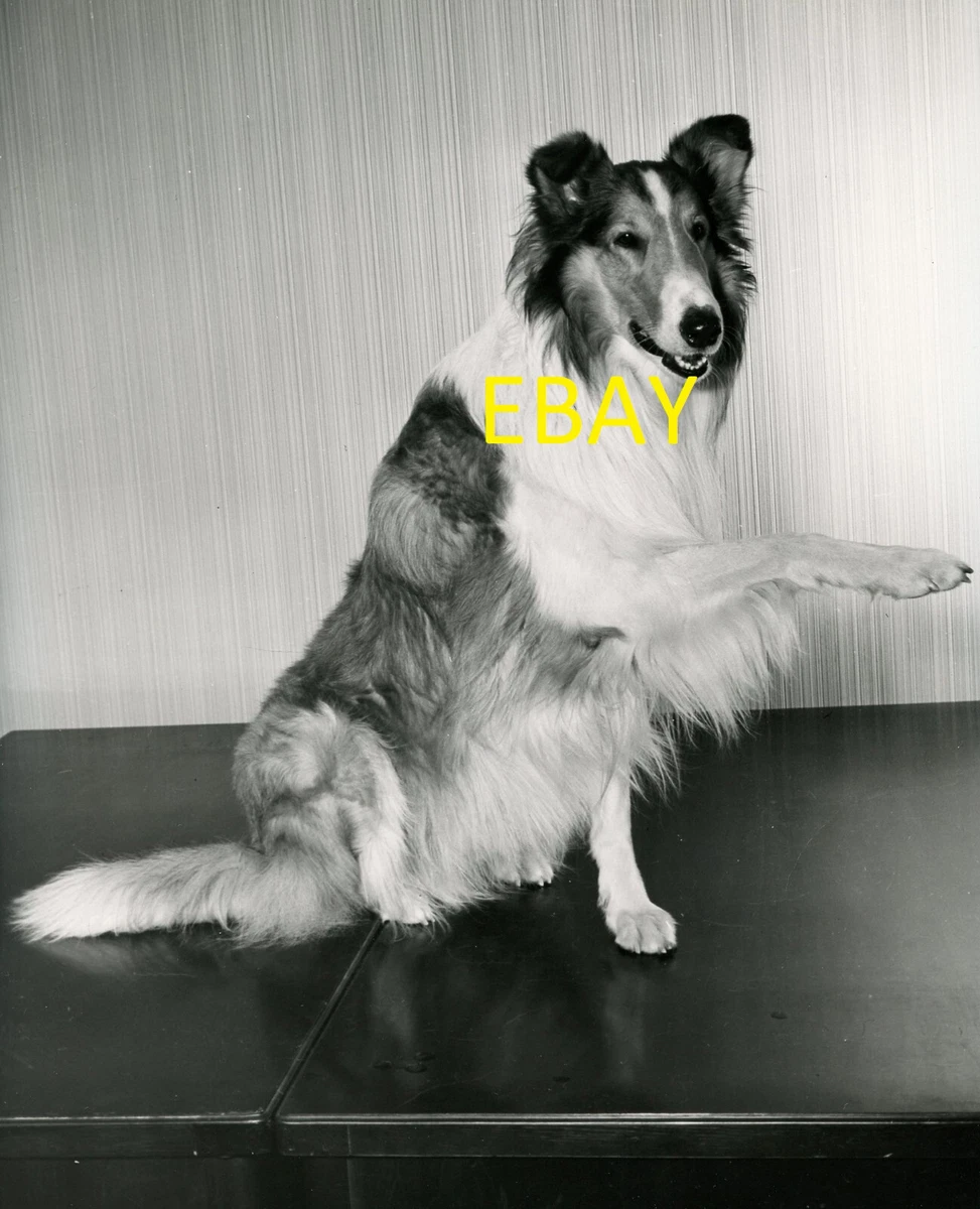 Lassie tv store