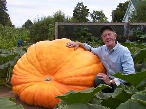 Atlantic Giant Pumpkin Growth Chart