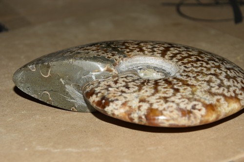 RARE très grande ammonite Aioloceras besairiei  albien de Mahajanga Madagascar - Bild 3 von 5