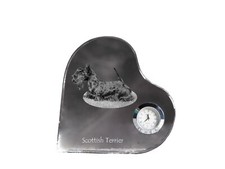 Scottish terrier, Aberdeen
