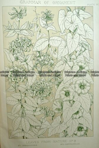 Antique Print 232-685 Leaves by Owen Jones c.1856 Botanicals - Picture 1 of 1