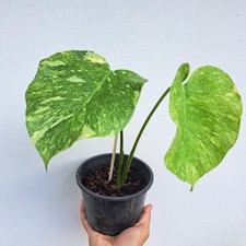 Rare Monstera Platinum Variegated Mint Highly Marbled Collector Plant Rooted