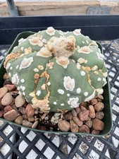Astrophytum asterias Super Kabuto V Type Nudum Six Ribs Top Quality!!