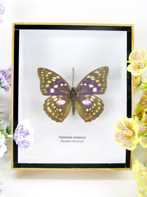 Japanese E.  -  wunderschöner präparierter Schmetterling - 3D - Museumsqualität