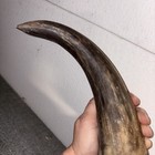 Mounted Bull/steer Horns — photo 7