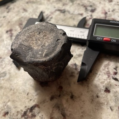 Dolphin Vertebrae Fossil Florida Cetacean Backbone