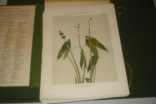 1921 WILD FLOWERS OF NEW YORK HARDCOVER BOOK, 264 COLOR PLATES, STATE MUESEUM - Bild 3 von 14