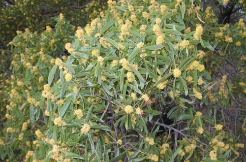 TASTY NATIVE ACACIA WATTLE SEED PACK-16 PACKETS-BUSH TUCKER GARDEN FOOD PLANTS - Picture 4 of 21