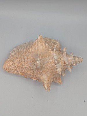 Lot of 2 Large Conch Shells - 1 is 9'' x 6-1/2'' - Other is 9'' x 7