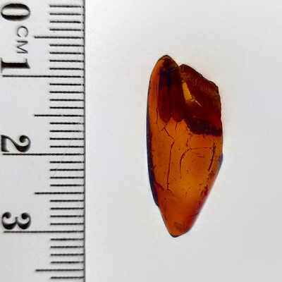 Baltic Amber natural cognac color damaged gem chip w/ insect fossil wings 4.0ct