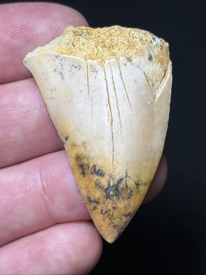 1.87'' Hastalis Fossil White Shark Tooth Summerville, SC