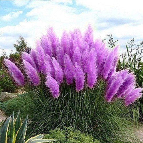 Silber 100/200x Ornamental Mehrfarbig Gras Ccutellaria Garten Blume Samen Lar 〒 - Bild 10 von 18