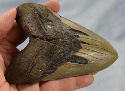 Megalodon Shark Teeth XLG Real FOSSIL 5 - 24 million year old 130mm 5.1" 598dd - Picture 4 of 12