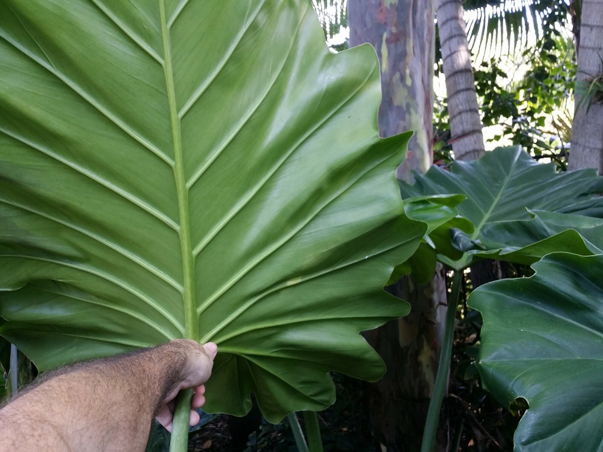 PHILODENDRON SUBINCISUM XL CUTTING aka Wilson Wilsonii EE not giganteum  +HEAT | eBay