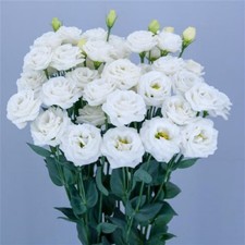 Lisianthus Seeds Lisianthus Arosa 3 Fairy Cut Flower